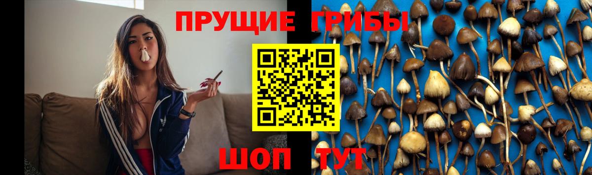 Псилоцибиновые грибы Psilocybe Борзя